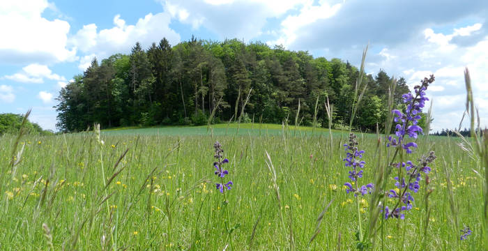 Schutzgebiet Süüstallchäpfli