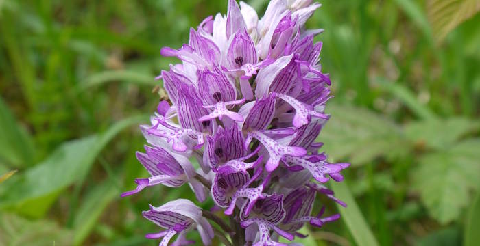 Helm Knabenkraut (Orchis militaris)