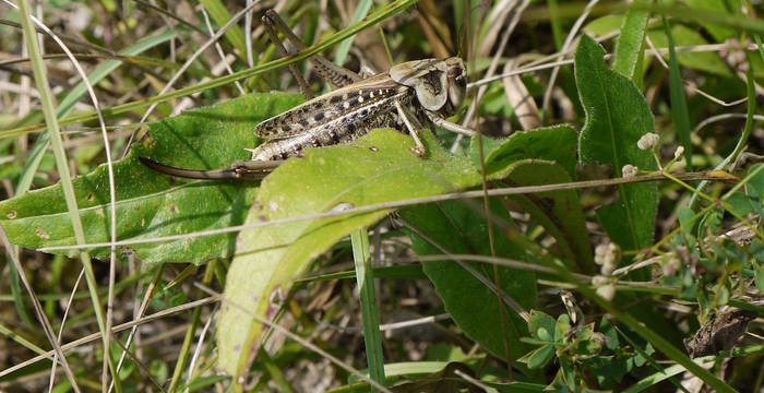 Warzenbeisser (Decticus verrucivorus)
