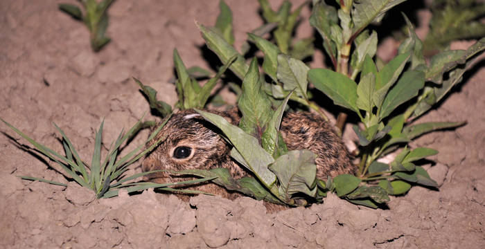 Hase in Ackerland