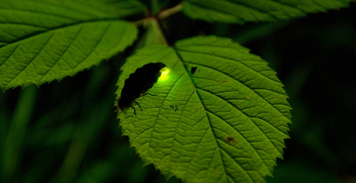 Weibchen des Grossen Leuchtkäfers (Lampyris noctiluca)