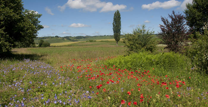 Langfeld im Klettgau
