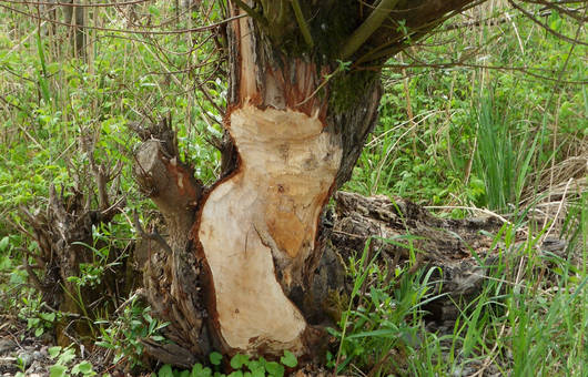 Biberspuren entlang des Rheins
