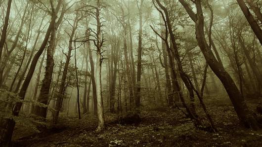 Nebel im Wald SG Laadel © Pro Natura SH