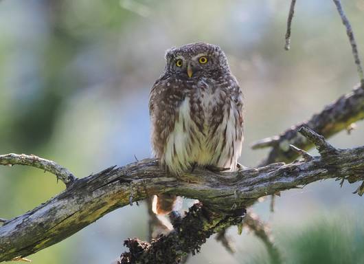 Sperlingskauz_Autor_Stefan_Werner