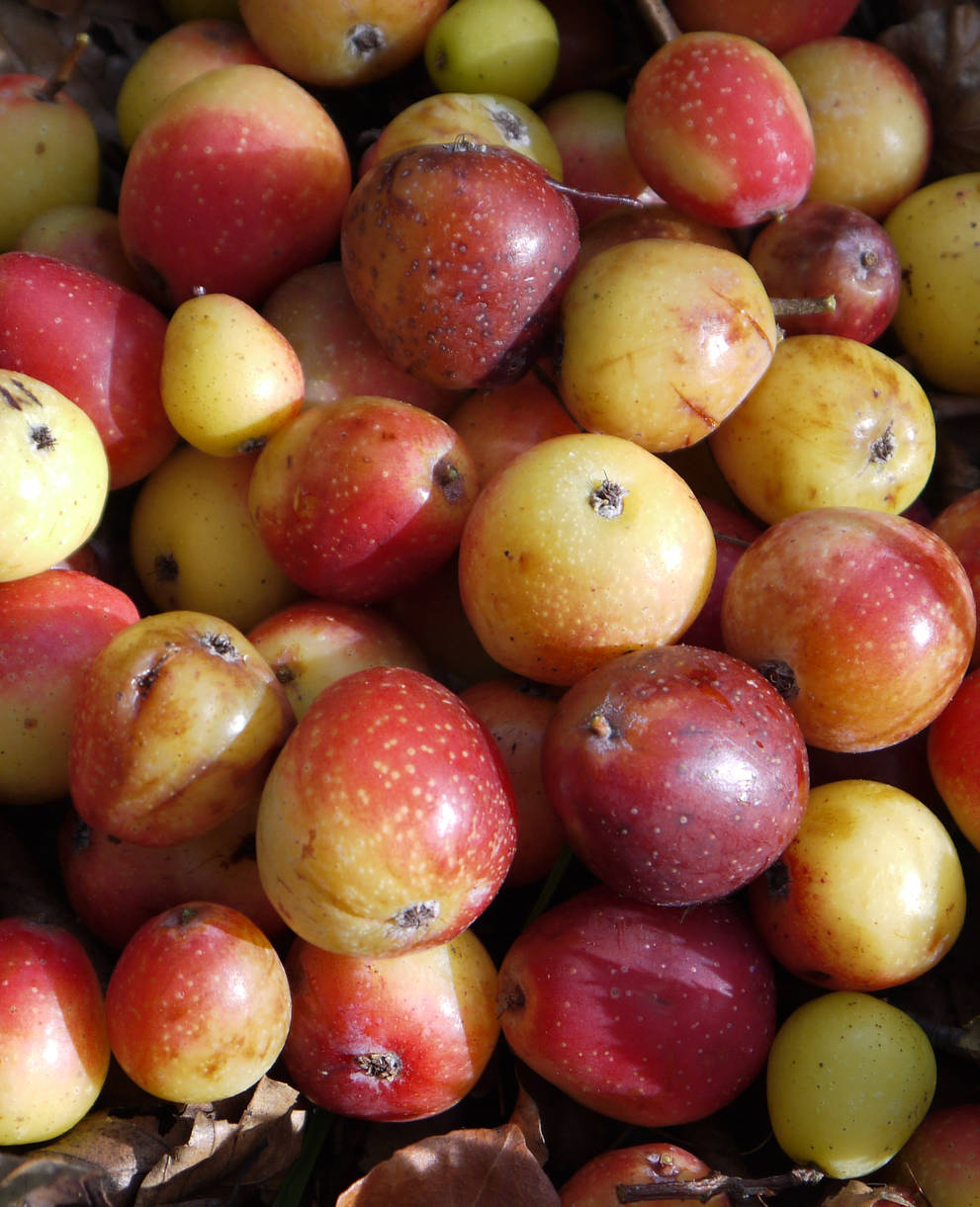 Brämlen Speierlinge