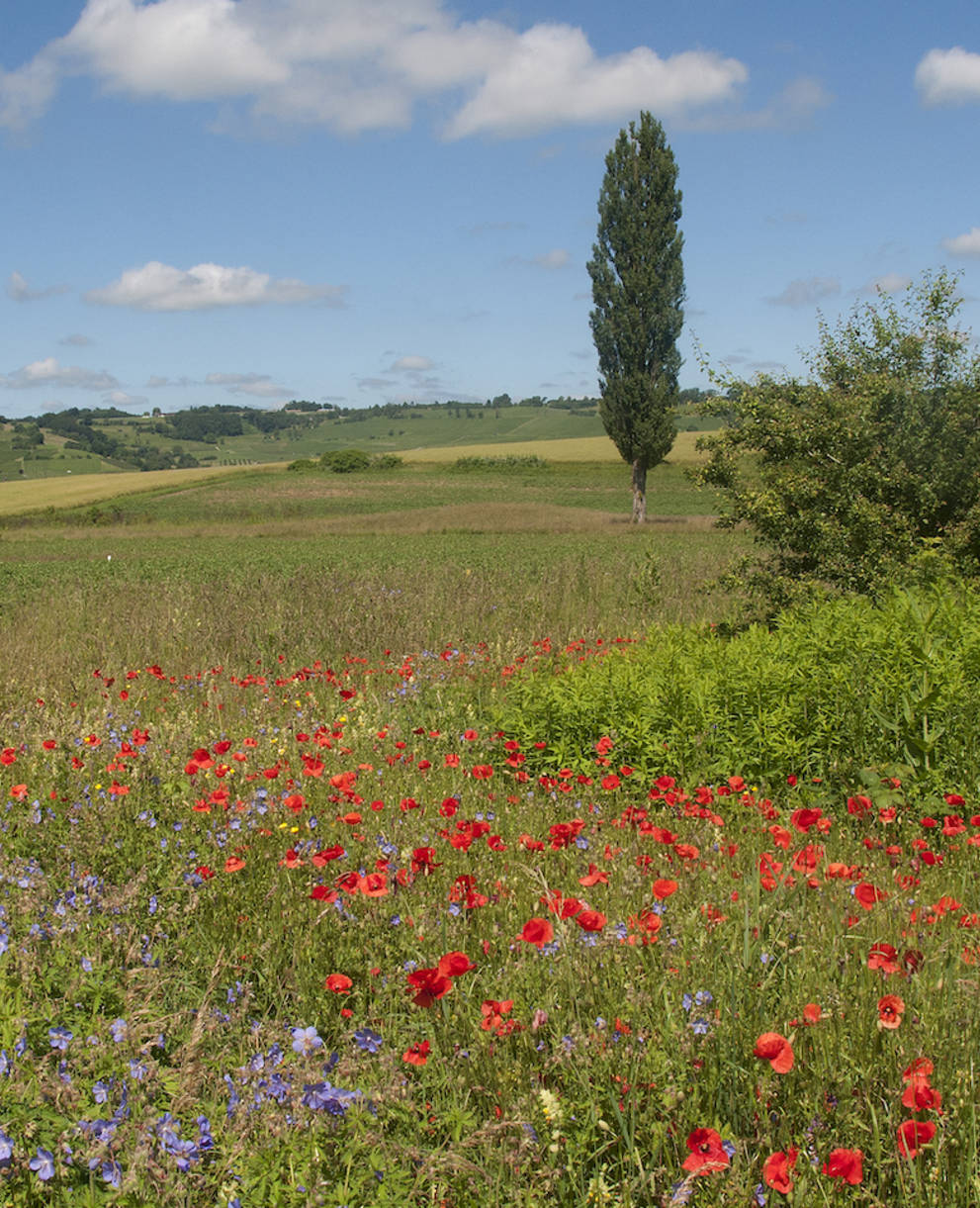 Langfeld im Klettgau