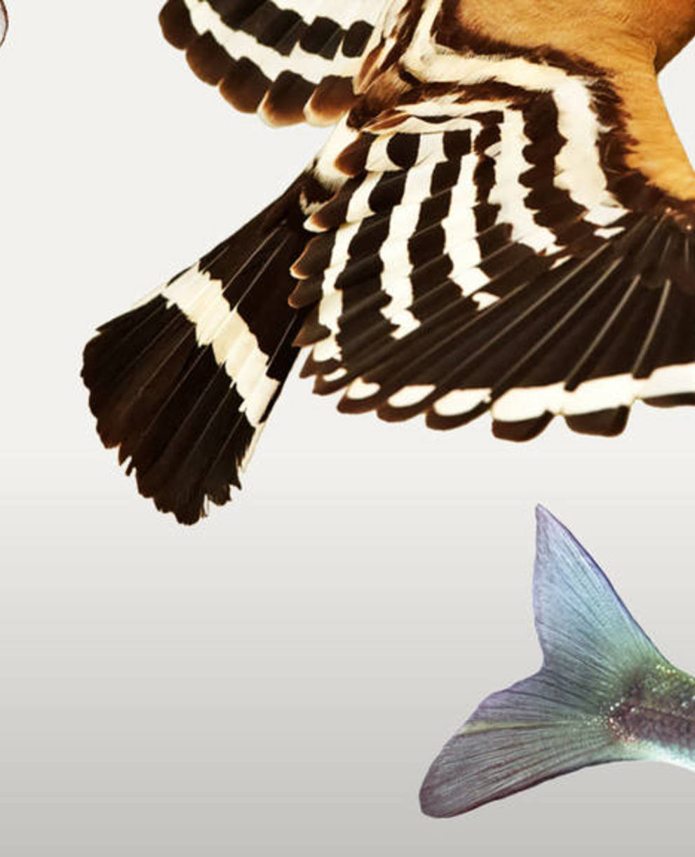 Biodiversität teaser