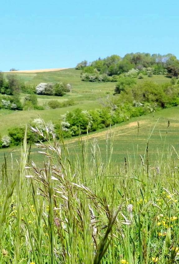Schutzgebiet Chiibacker in Bargen